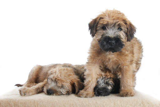 Three wonderful, little soft coated wheaten terriers sharing each others warmth