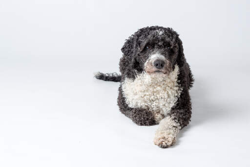 A beautiful adult spanish water dog lying neatly, waiting for a command