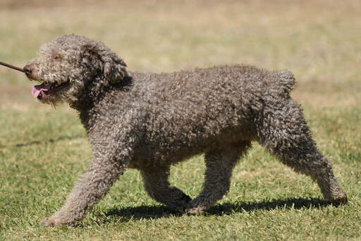 A brown spanish water dog with a beautifully groomed coat