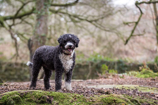 A healthy adult spanish water dog standing tall, showing off its wonderful physique