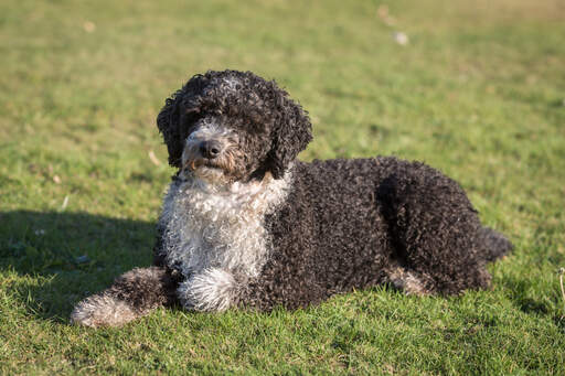 A white and brown spanish water dog lying in the grass