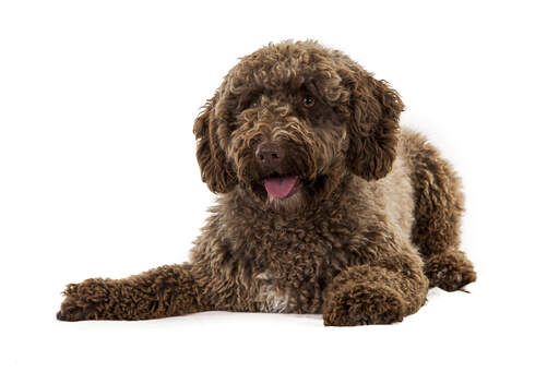 A wonderful little spanish water dog lying down, ready to play