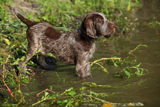 A lovely, little spinone italiano excited to get in the water