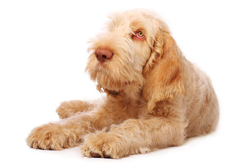 sandsynlighed skadedyr Nord Vest Spinone Italiano Dogs | Dog Breeds
