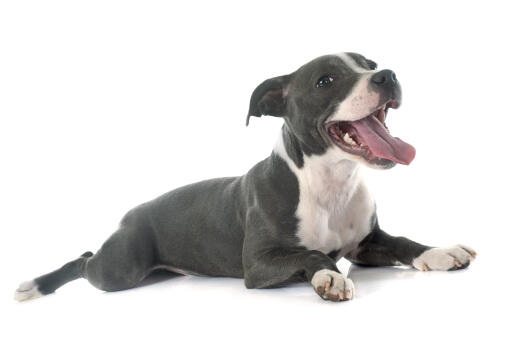 A beautiful little maturing staffordshire bull terrier puppy panting