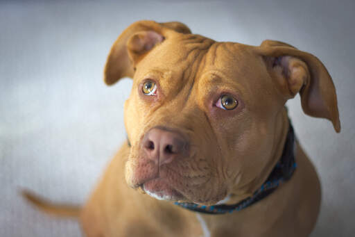 Tan staffy cheap