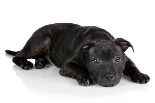 A mature staffordshire bull terrier with a lovely thick black and brown coat
