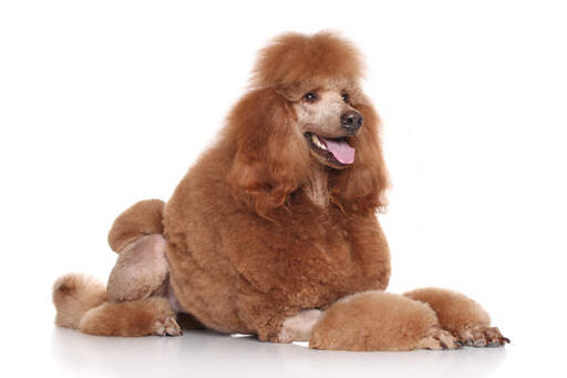 A standard poodle with an incredibly groomed brown coat