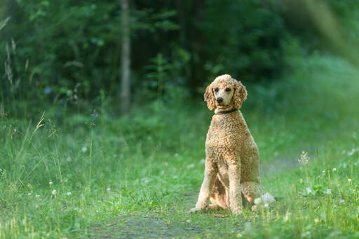 A beautiful adult standard poodle sitting patiently, waiting for command