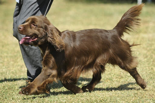 A sussex spaniel's beautifully soft chocolate brown coat