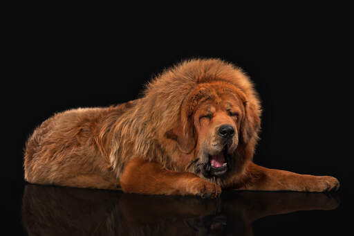 A tibetan mastiff's incredible, thick, fox coloured coat