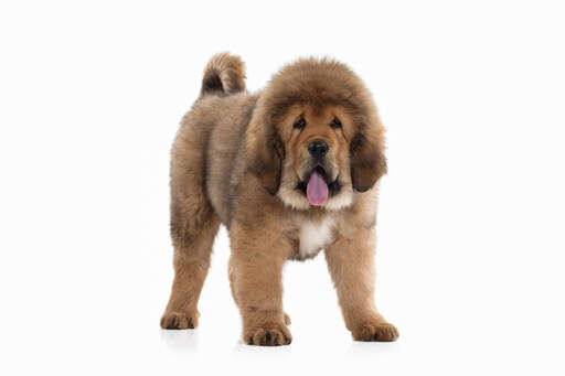 A tibetan mastiff showing off it's wonderful large paws and big, bushy coat