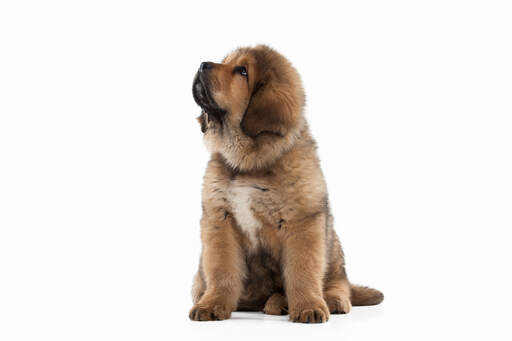 A beautiful tibetan mastiff with an incredibly soft coat