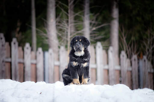 A lovely, little tibetan mastiff puppy sitting patiently, waiting for a comand