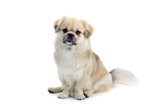 A tibetan spaniel's beautiful short nose and incredibly soft, white coat