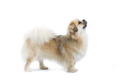 A tibetan spaniel showing off it's beautiful short legs and big bushy tail