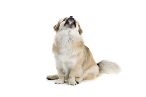 A wonderful little tibetan spaniel sitting patiently, looking up at it's owner