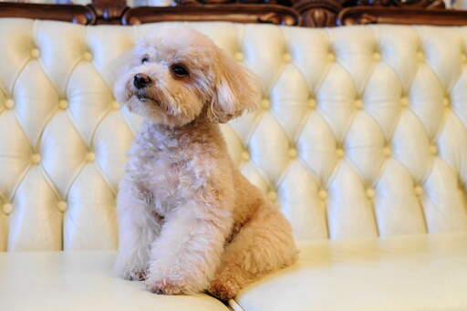 A beautiful, little toy poodle resting up on the sofa