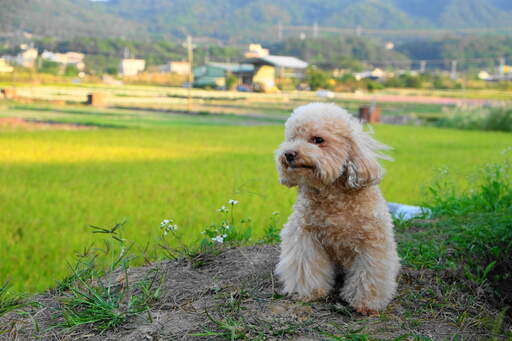 A lovely, little toy poodle with an incredibly groomed, blonde coat