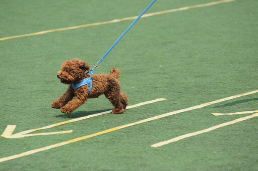 An energetic, little toy poodle running at full pace