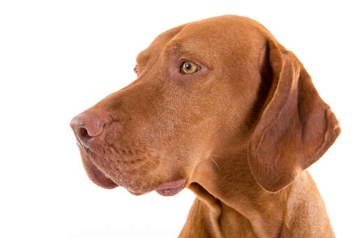 A close up of a vizsla's bold red head and short, tight coat