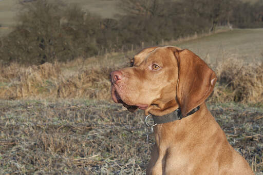 A close up of a vizsla's strong, stern head