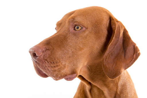 Red clearance vizsla dog