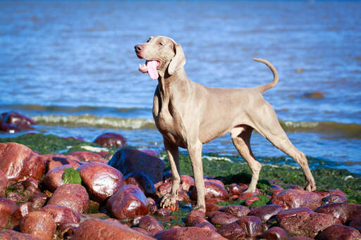 A beautiful adult weimaraner, showing off it's powerful physique