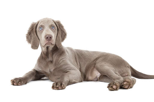 A beautifully soft weimaraner puppy with striking, pale eyes