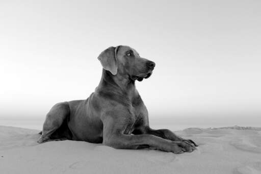 A healthy, adult weimaraner lying beautifully, waiting for a command