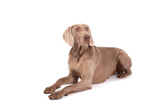 A lovely weimaraner bitch lying neatly, awaiting a command