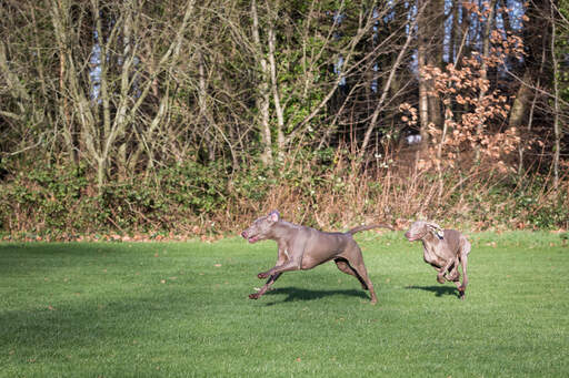 Two lovely adult weimaraners playing together on the grass