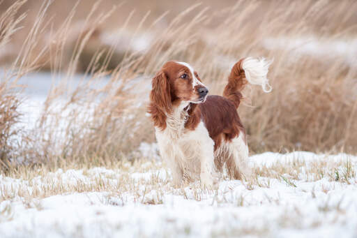 A lovely little welsh springer spaniel with a beautiful, white and brown tail