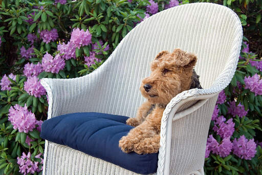 A beautiful welsh terrier enjoying a rest on a chair outside