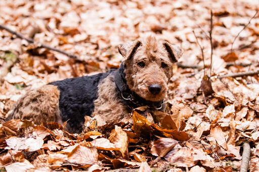 A lovely, little welsh terrier lying in the leaves