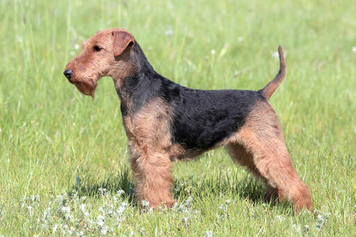 A young welsh terrier showing off it's beautiful, short body and wiry coat