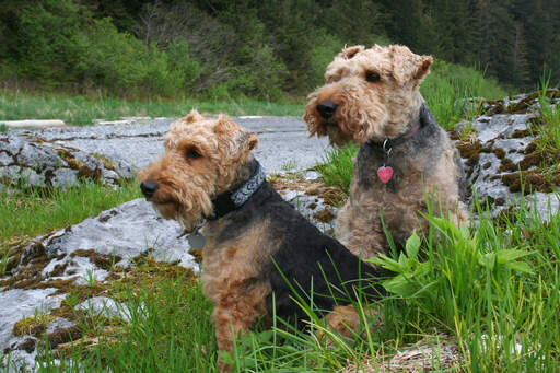 Two wonderful welsh terriers sitting neatly, waiting patiently for a command