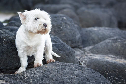 A beautiful west highland terrier with a lovely, white coat