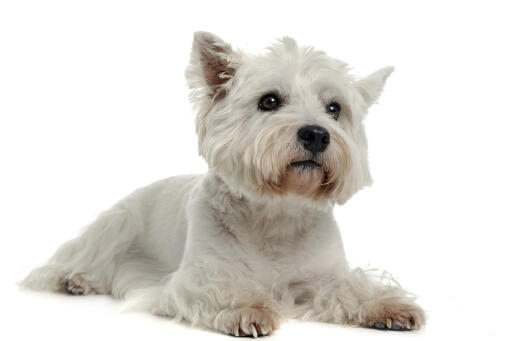 A beautiful little west highland terrier, showing off its lovely, little brown beard