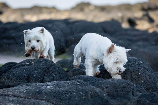 Aggressive westie hotsell