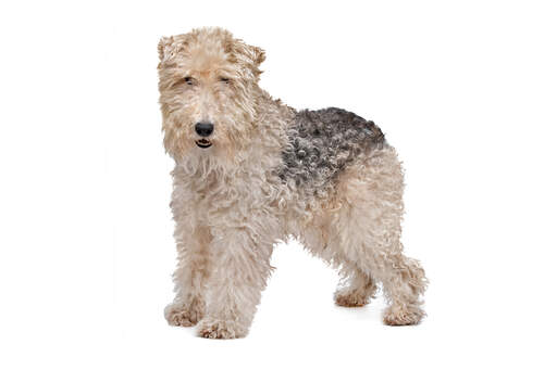 A wire fox terrier's wonderful great big beard