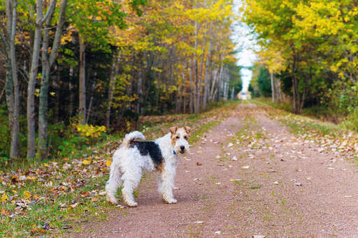A beautiful, adult wire fox terrier enjoying some exercise outside