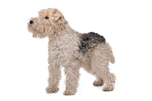 A beautiful little white and black wire fox terrier showing off it's lovely long legs