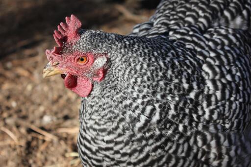 Dominique-chicken-close-up