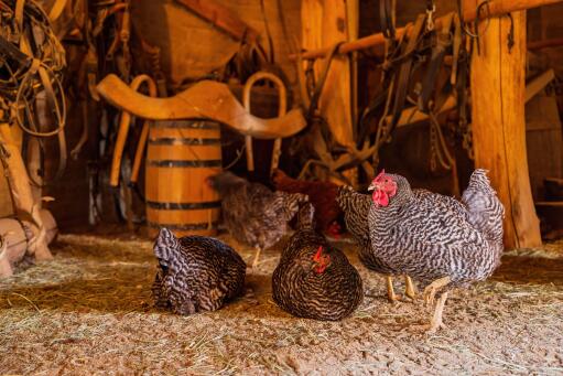Dominque-chicken-flock