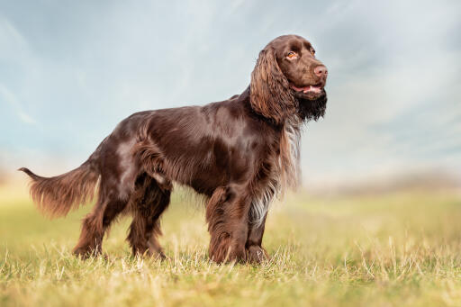 Field-spaniel-outside