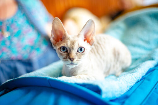 German rex kitten lying on a blue blanket