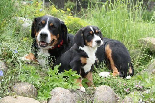 Greater-swiss-mountain-family