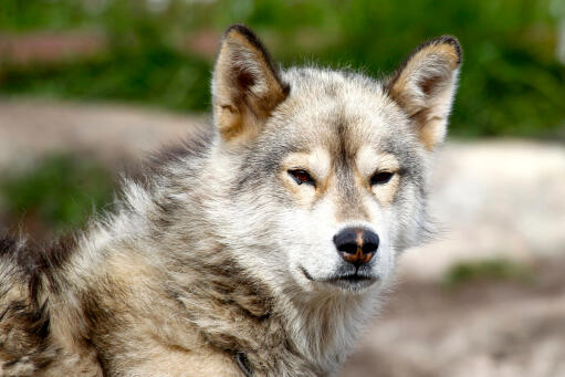 Greenland-dog-face