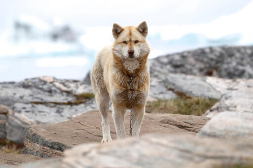 Greenland-dog-outside